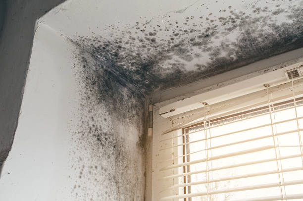 Affordable Mold Remediation solutions in Knoxville, IL