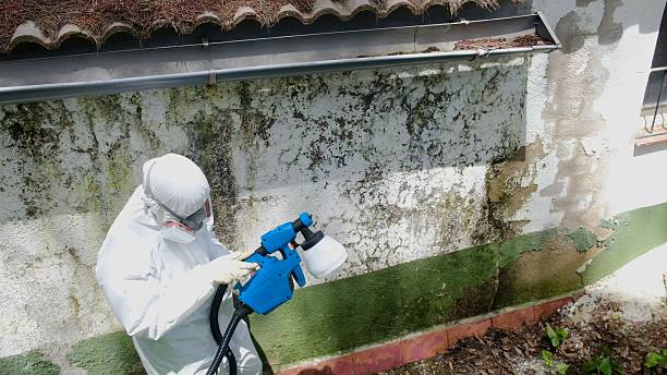 Top rated local Mold Remediation specialists in Knoxville, IL